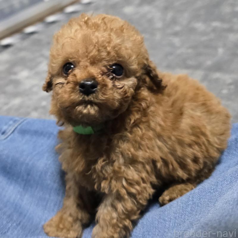 販売中の岡山県のトイプードル-445693