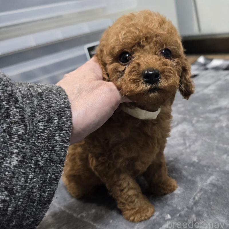 販売中の岡山県のトイプードル-445694