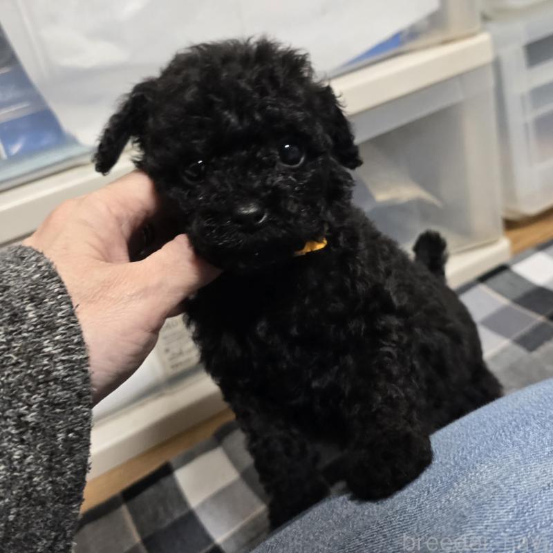 販売中の岡山県のトイプードル-445696
