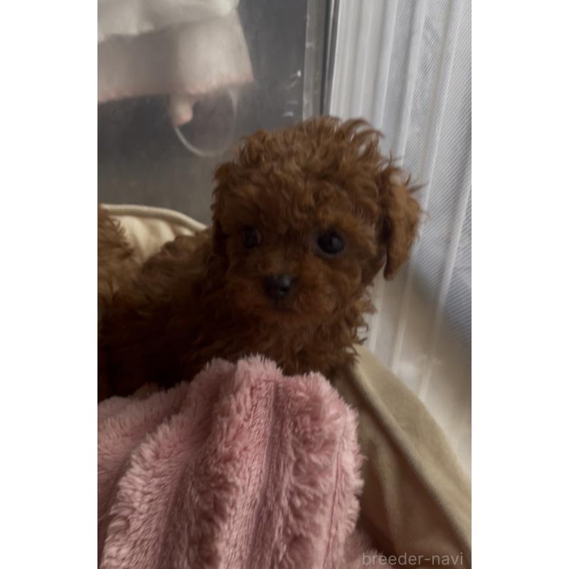 販売中の千葉県のティーカッププードル-437813の6枚目