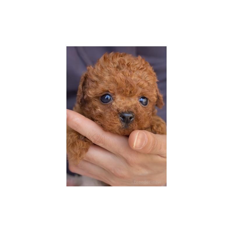 販売中の千葉県のティーカッププードル-437813の5枚目