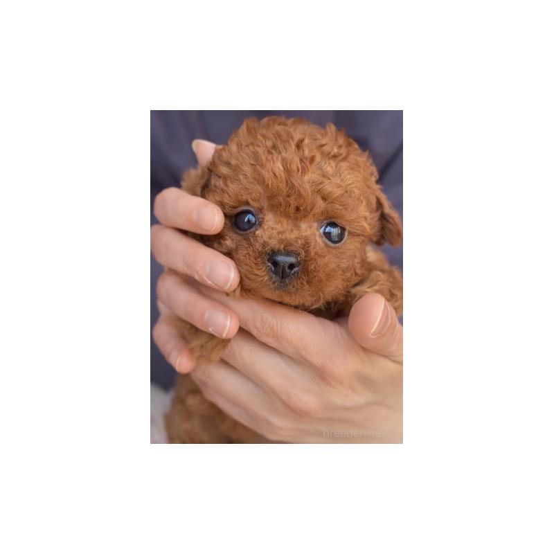 販売中の千葉県のティーカッププードル-437813の4枚目