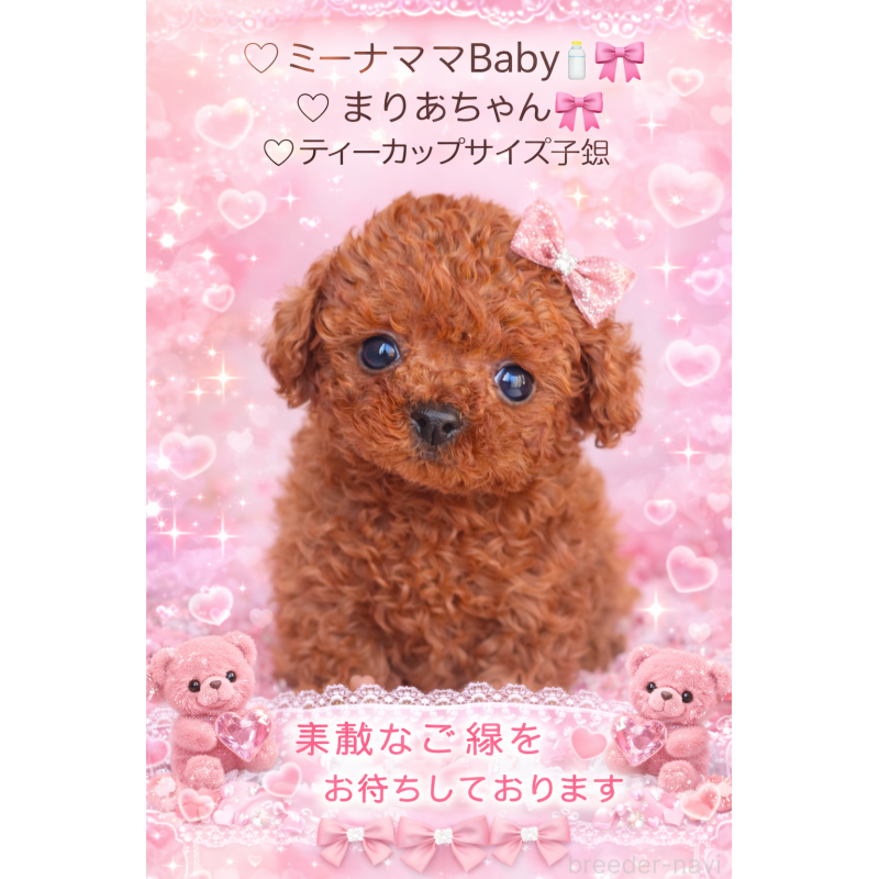 販売中の千葉県のティーカッププードル-437813の3枚目