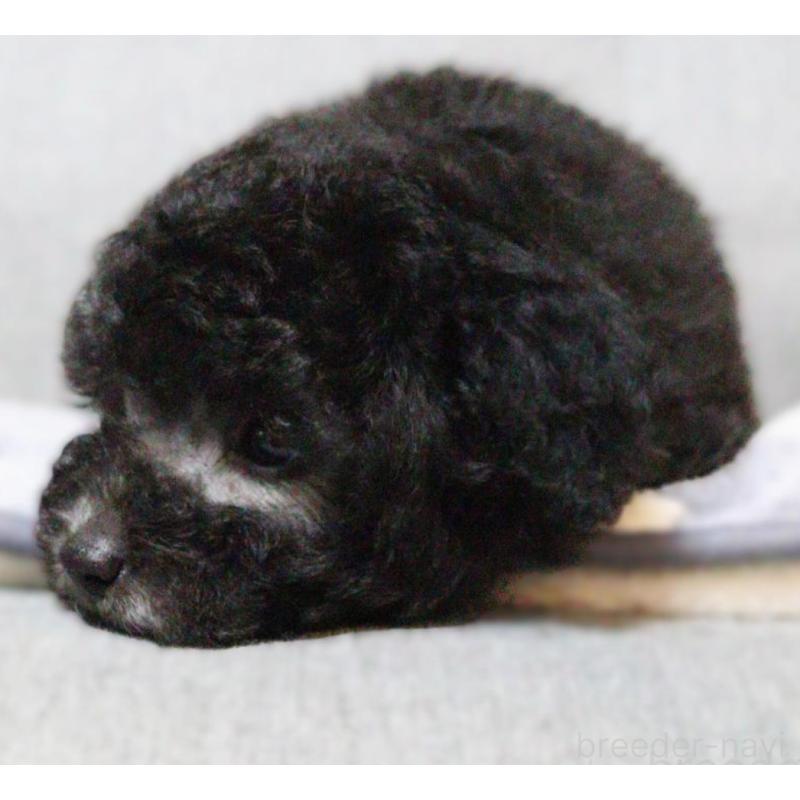 犬舎紹介の福岡県の犬舎紹介-4303の2枚目