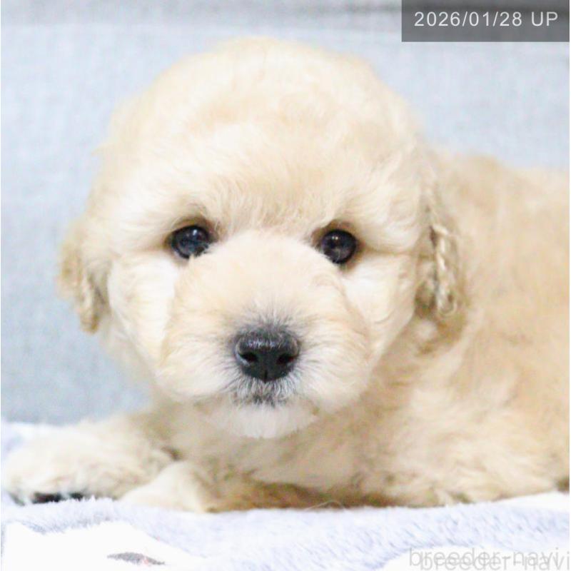 犬舎紹介の福岡県の犬舎紹介-4303の3枚目