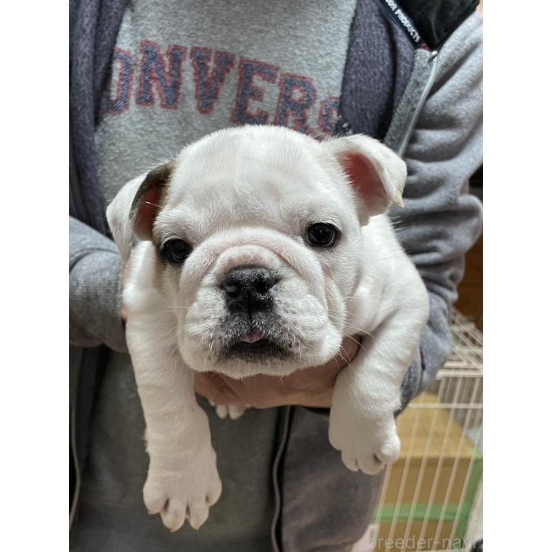 犬舎紹介の福岡県の犬舎紹介-4303の4枚目