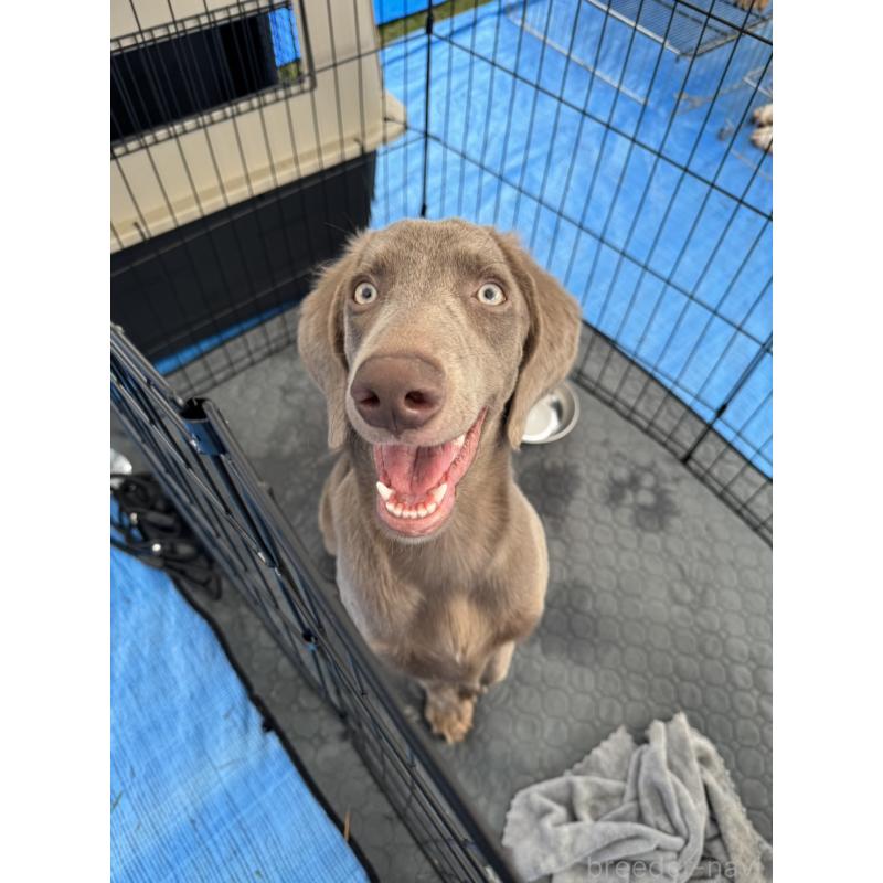 犬舎紹介の福岡県の犬舎紹介-4303の5枚目