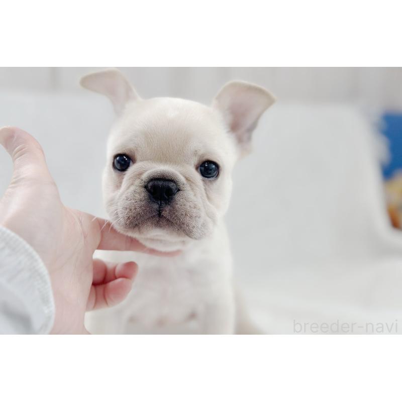 販売中の京都府のフレンチブルドッグ-445717の16枚目
