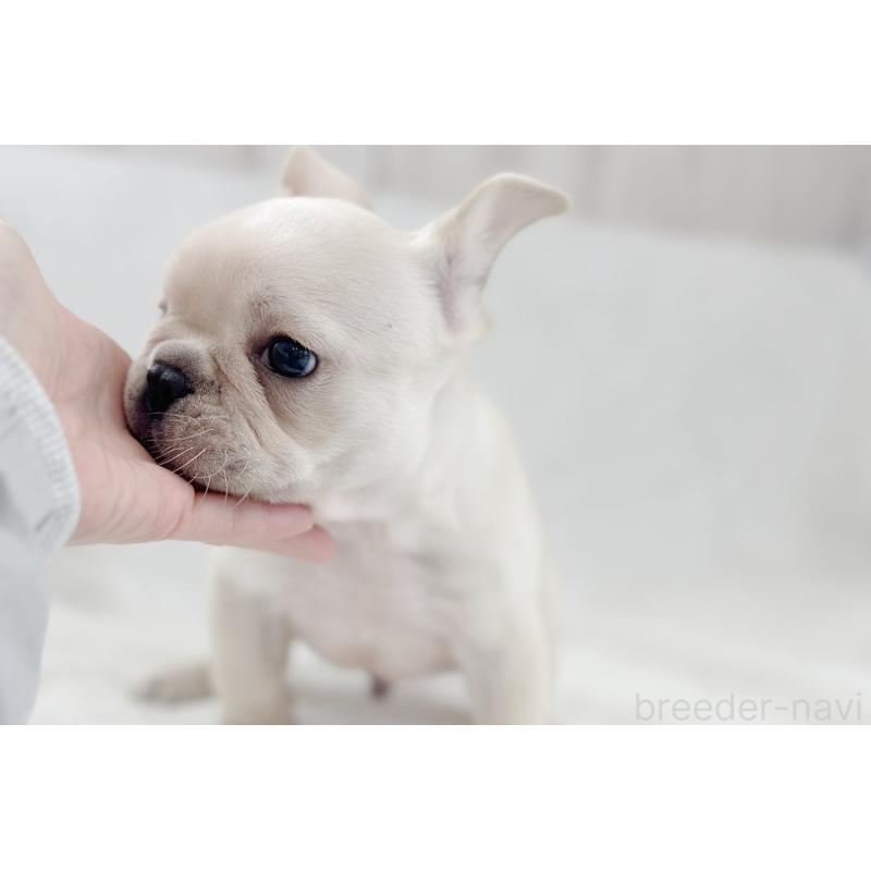 販売中の京都府のフレンチブルドッグ-445717の15枚目
