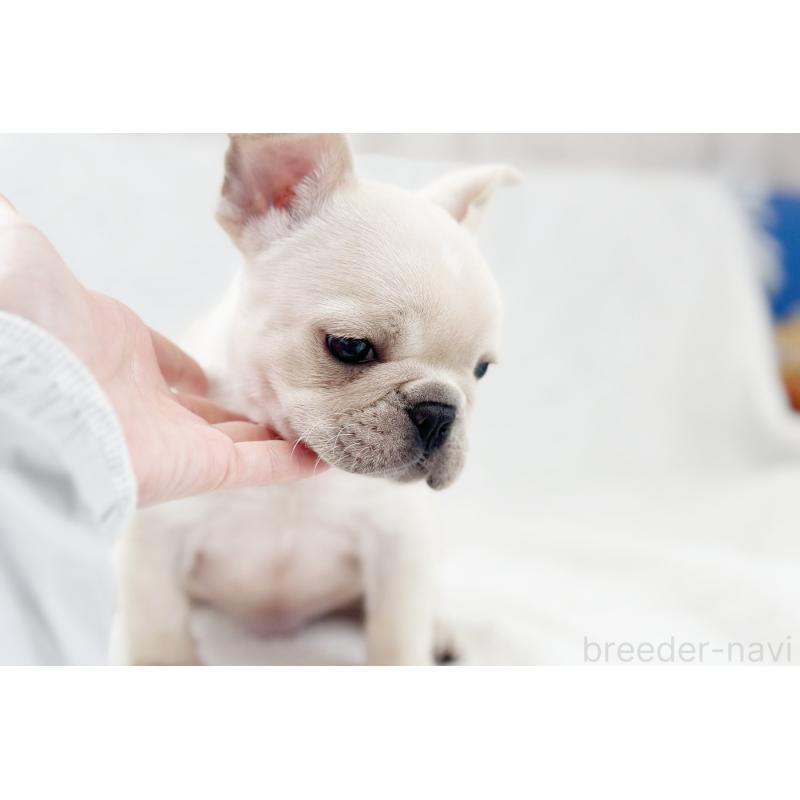 販売中の京都府のフレンチブルドッグ-445717の14枚目