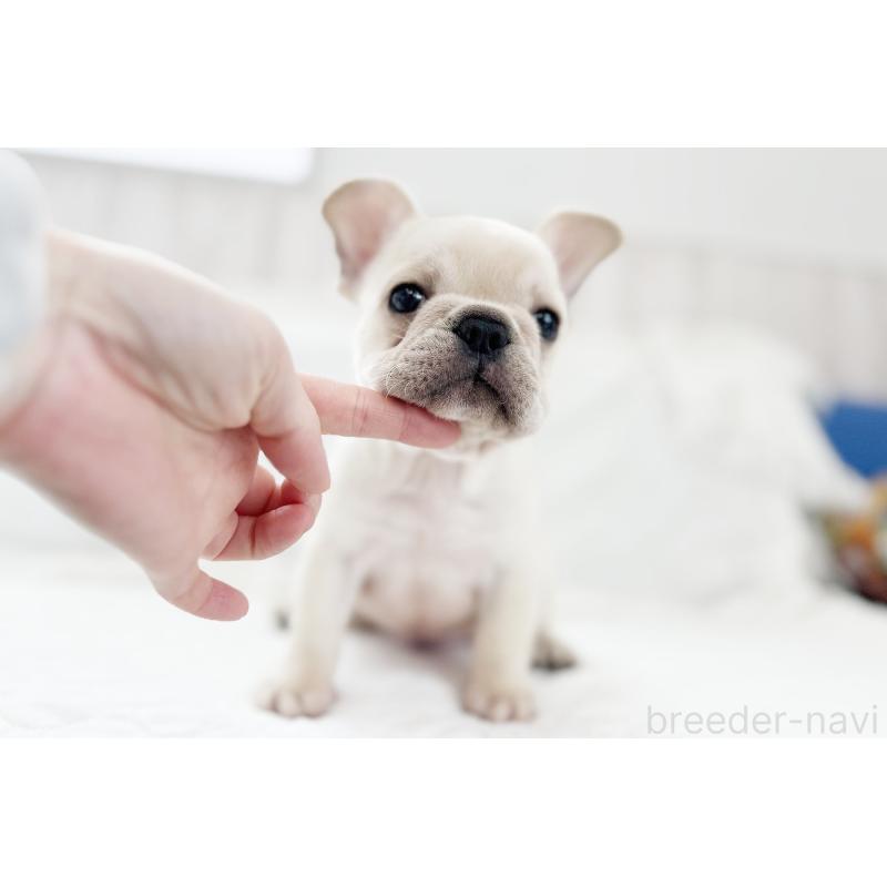 販売中の京都府のフレンチブルドッグ-445717の13枚目