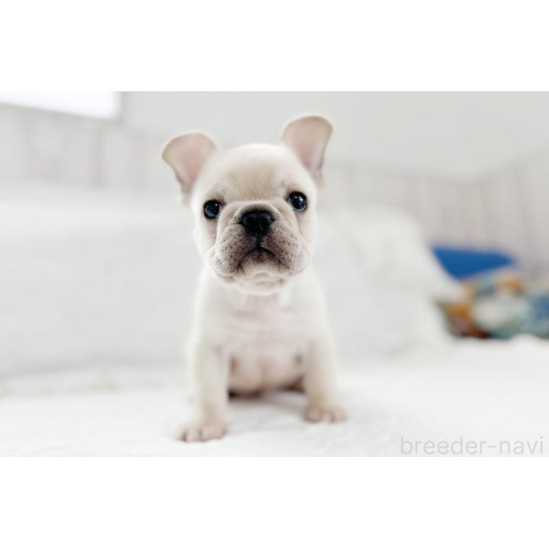 販売中の京都府のフレンチブルドッグ-445717の12枚目