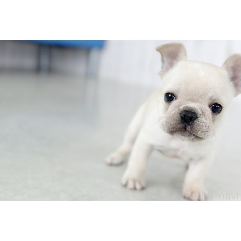 販売中の京都府のフレンチブルドッグ-445717の11枚目