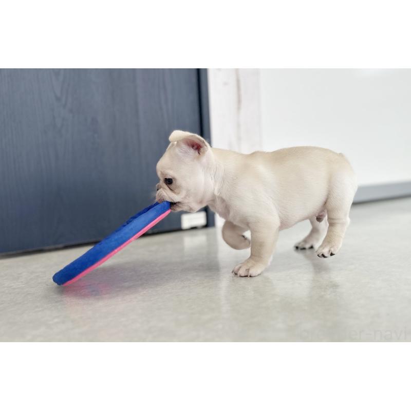 販売中の京都府のフレンチブルドッグ-445717の10枚目