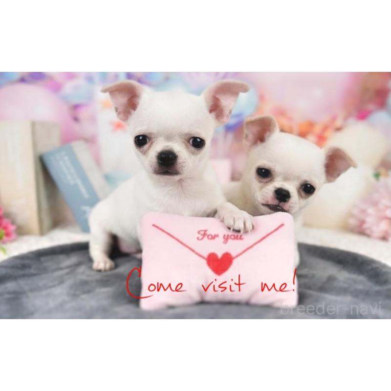 販売中の千葉県のチワワ(スムースコート)-444270の3枚目