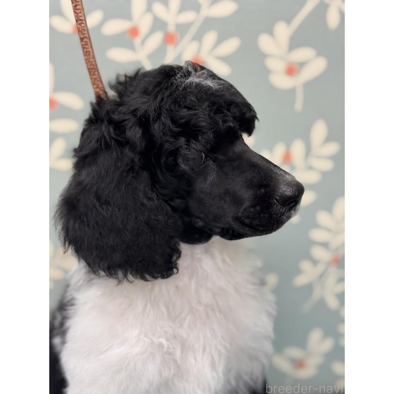 販売中の千葉県のスタンダードプードル-443223の4枚目