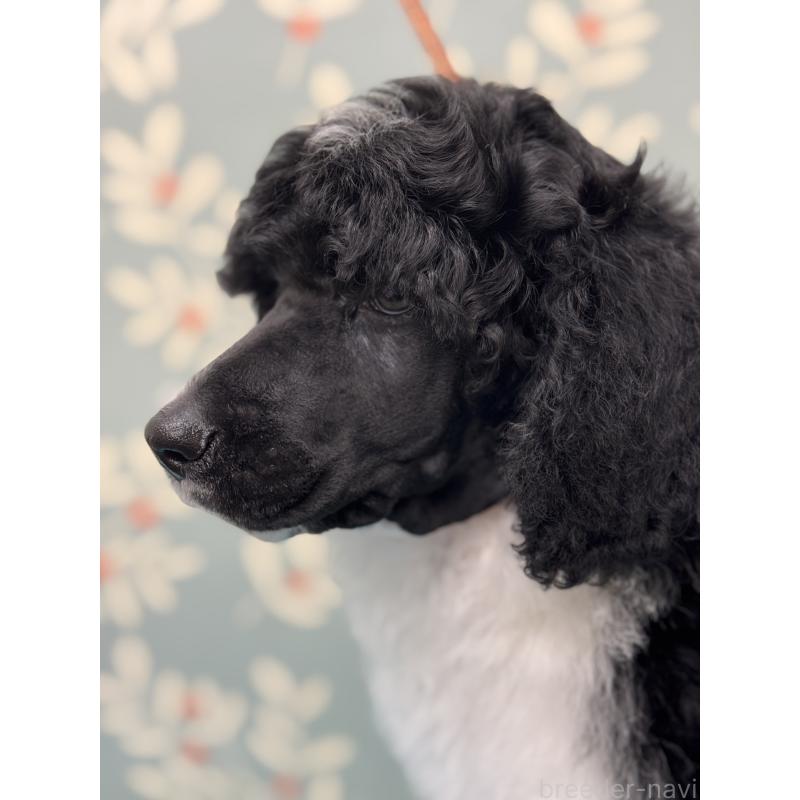 販売中の千葉県のスタンダードプードル-443223の3枚目