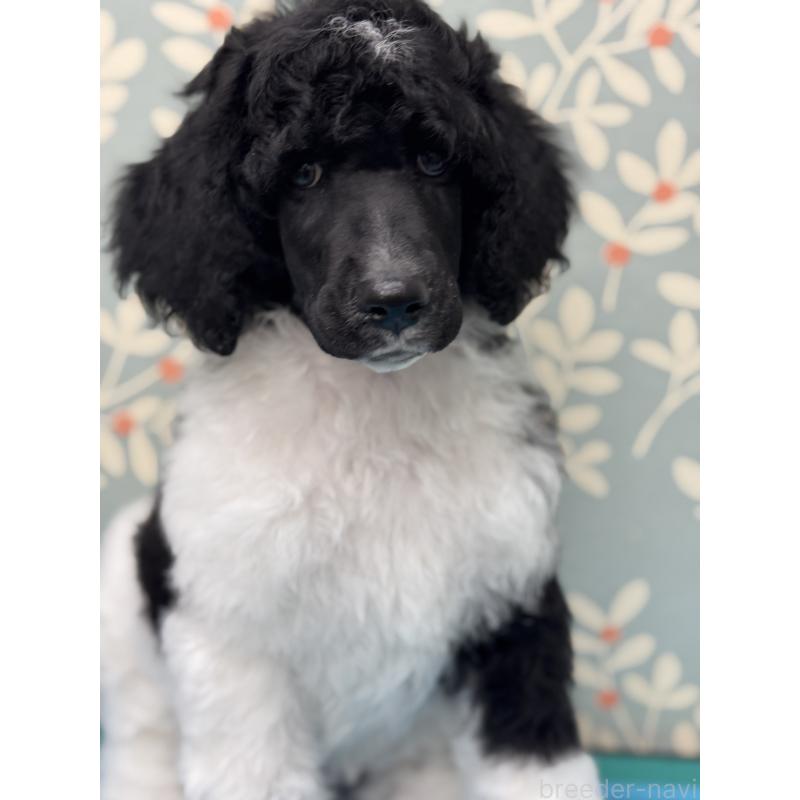 販売中の千葉県のスタンダードプードル-443223の2枚目