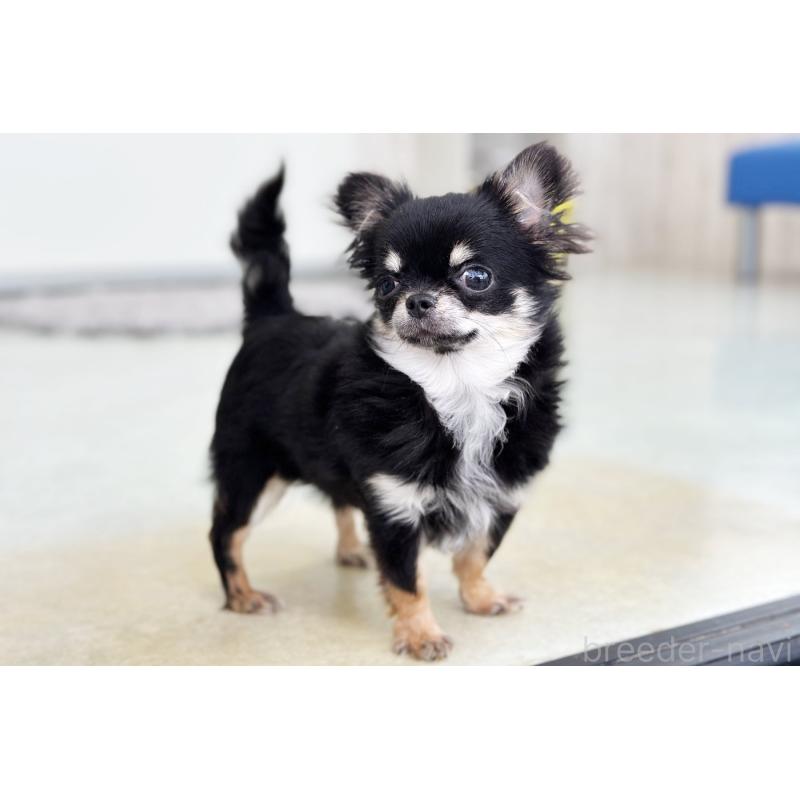 商談中の京都府のチワワ(ロングコート)-416533の8枚目