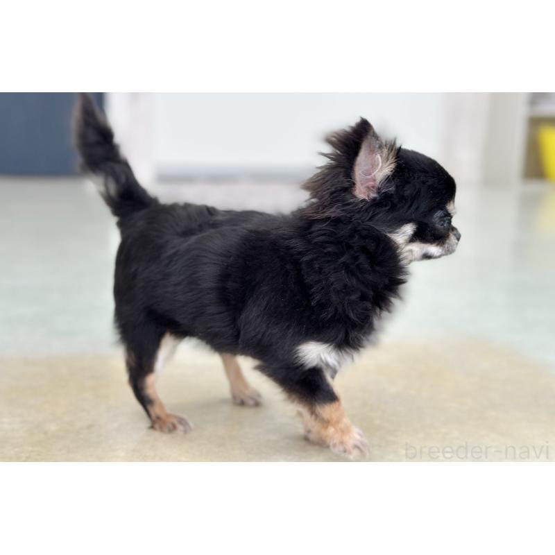 商談中の京都府のチワワ(ロングコート)-416533の7枚目