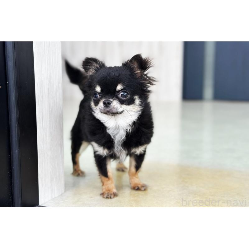 商談中の京都府のチワワ(ロングコート)-416533の6枚目