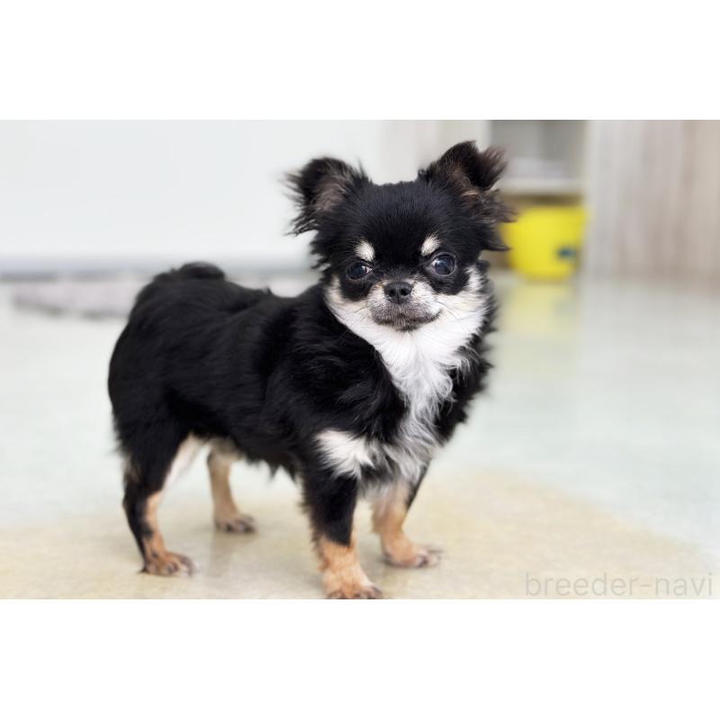 商談中の京都府のチワワ(ロングコート)-416533の5枚目