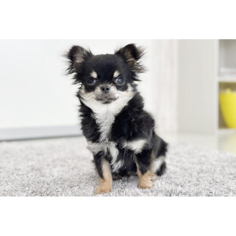 商談中の京都府のチワワ(ロングコート)-416533の4枚目