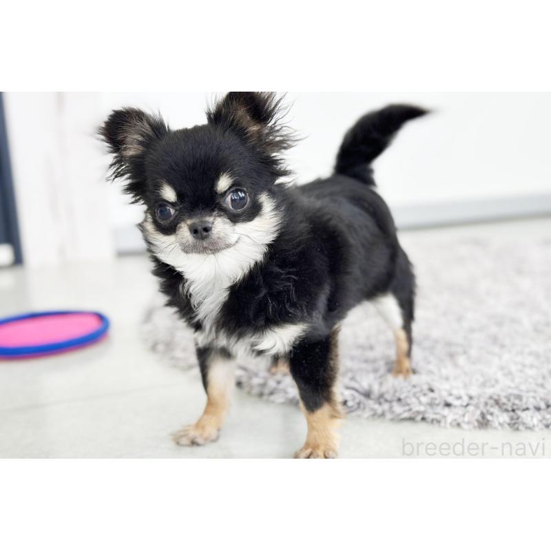 商談中の京都府のチワワ(ロングコート)-416533の3枚目