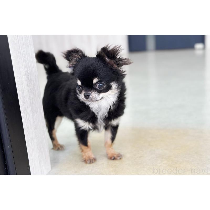 商談中の京都府のチワワ(ロングコート)-416533の2枚目