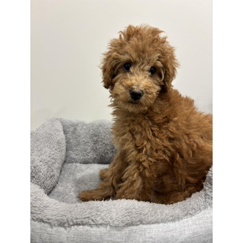 販売中の兵庫県のトイプードル-442546の10枚目