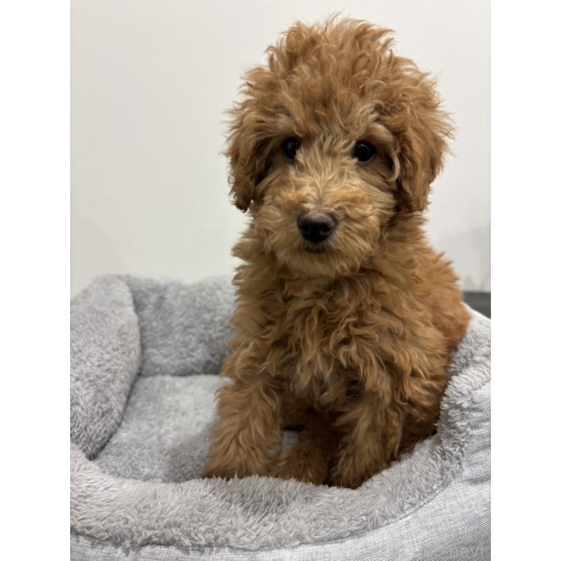 販売中の兵庫県のトイプードル-442546の8枚目