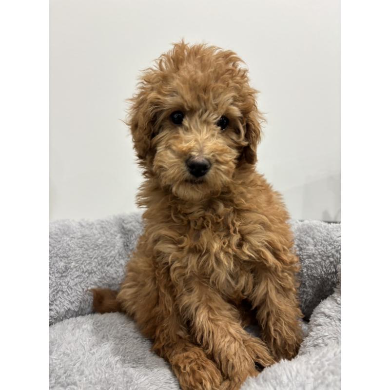 販売中の兵庫県のトイプードル-442546の7枚目