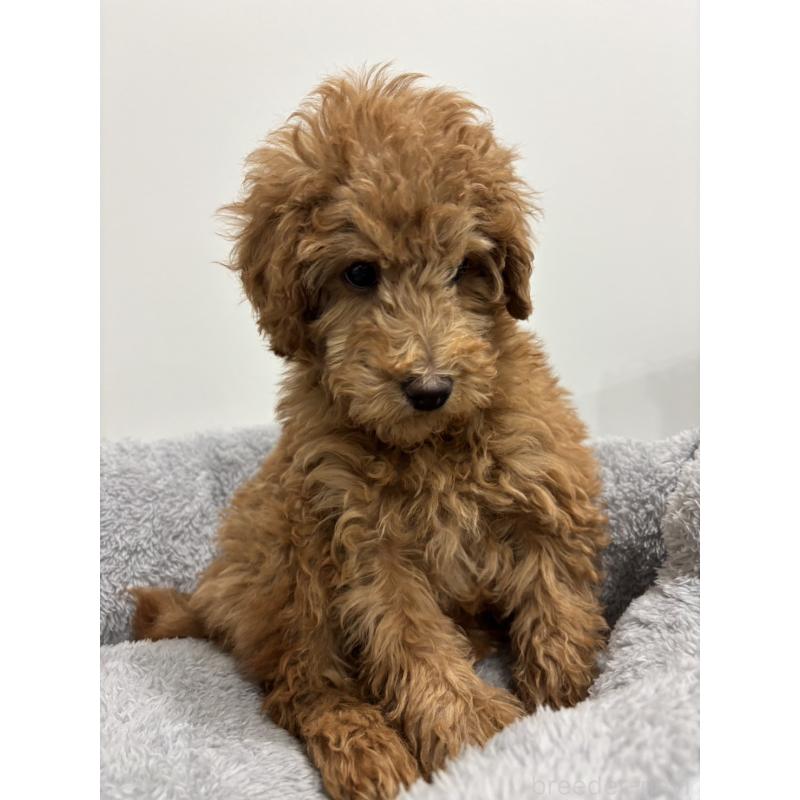 販売中の兵庫県のトイプードル-442546の6枚目