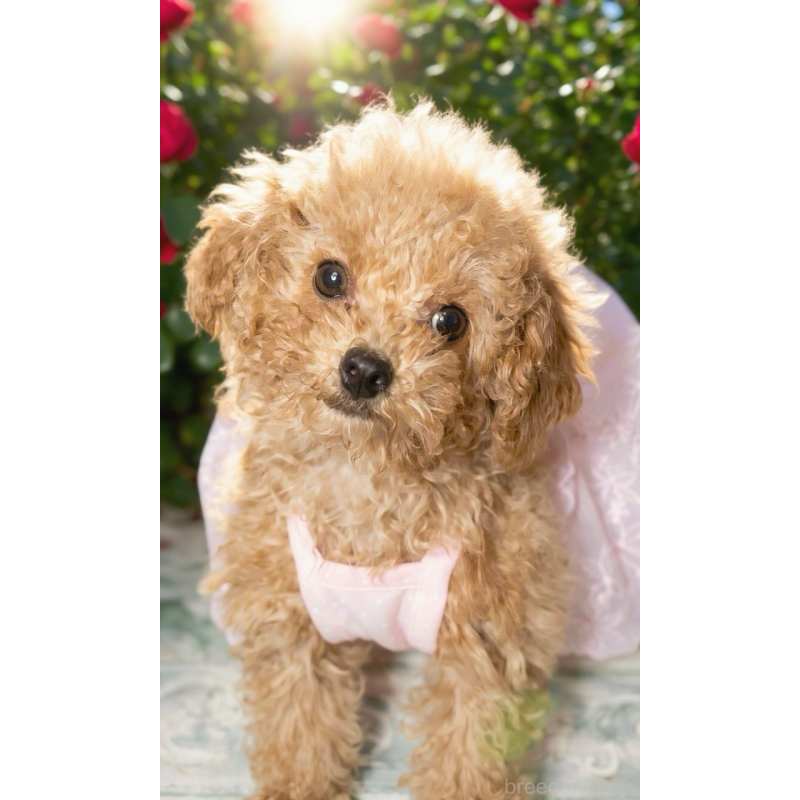 販売中の千葉県のタイニープードル-441765の12枚目