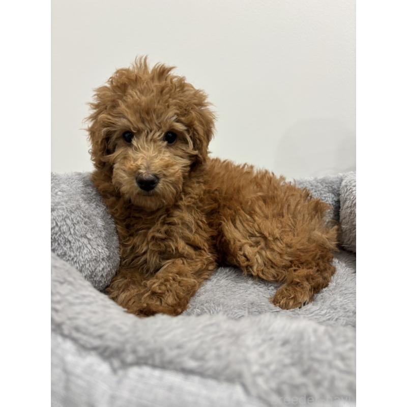 販売中の兵庫県のトイプードル-442546の4枚目