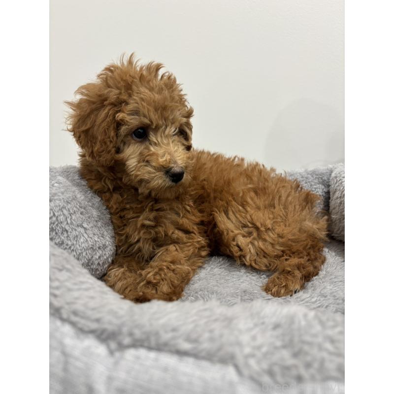 販売中の兵庫県のトイプードル-442546の3枚目