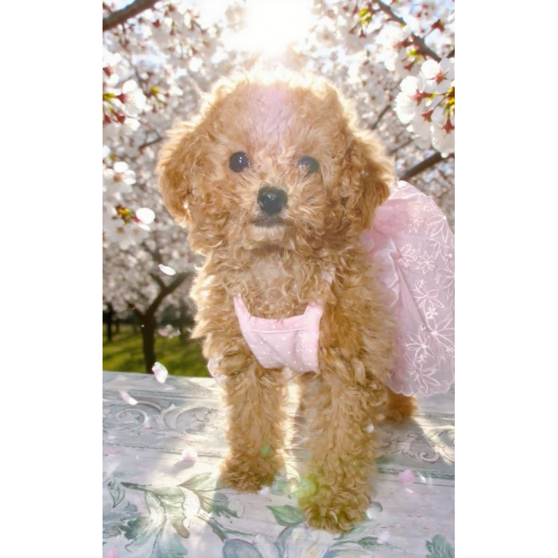 販売中の千葉県のタイニープードル-441765の11枚目