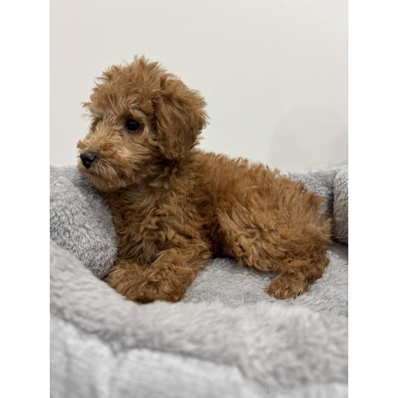 販売中の兵庫県のトイプードル-442546の2枚目