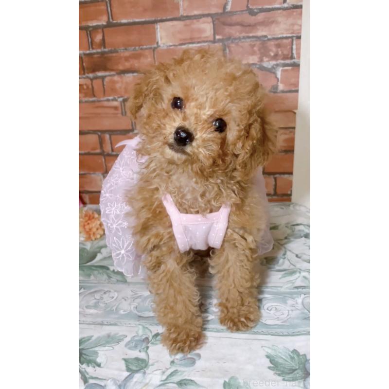 販売中の千葉県のタイニープードル-441765の10枚目