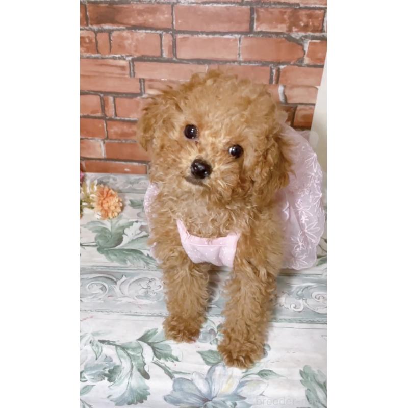 販売中の千葉県のタイニープードル-441765の9枚目