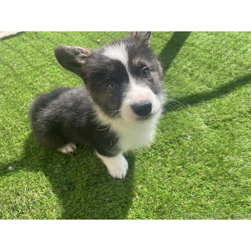 販売中の埼玉県のウェルシュコーギーペンブローク-449528の5枚目