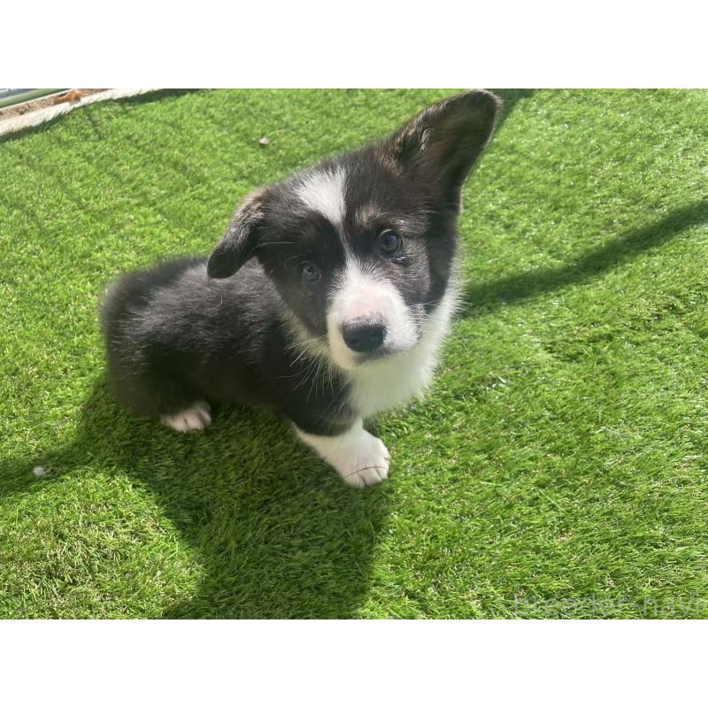 販売中の埼玉県のウェルシュコーギーペンブローク-449528の4枚目