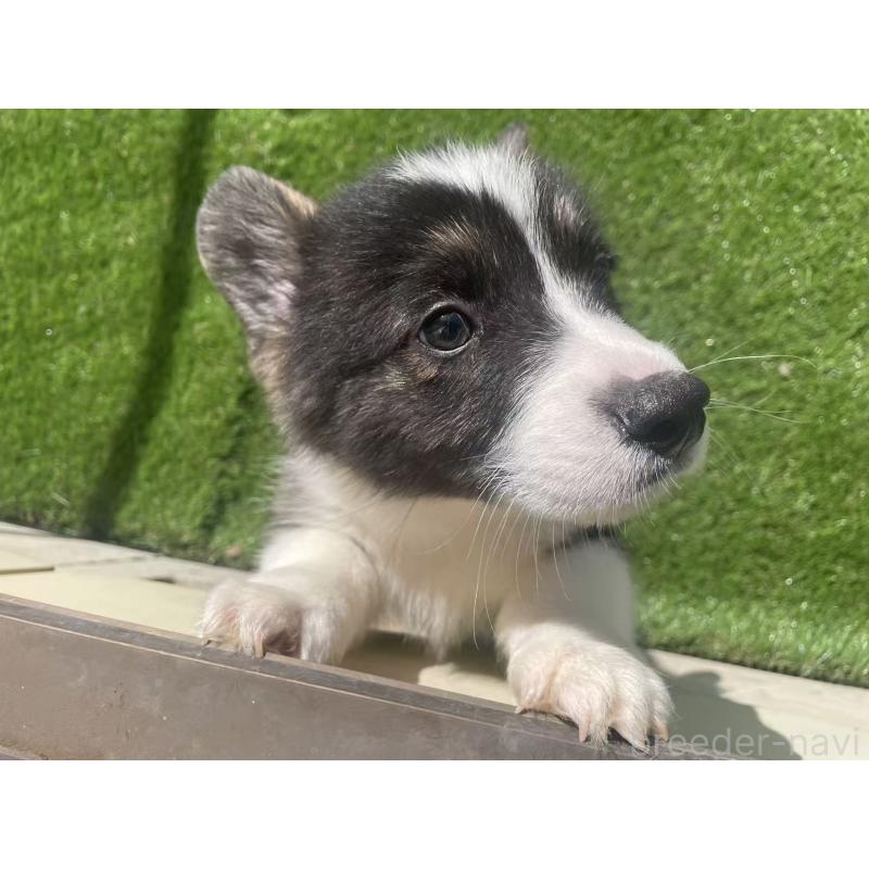 販売中の埼玉県のウェルシュコーギーペンブローク-449528の3枚目