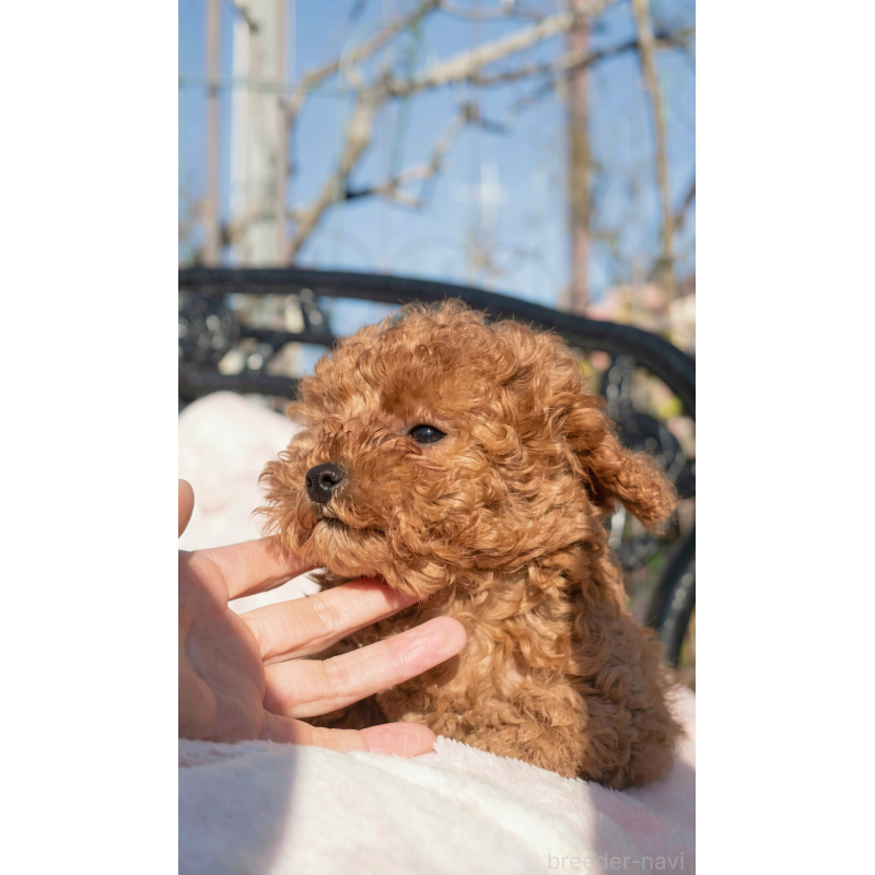 販売中の千葉県のタイニープードル-441830の11枚目