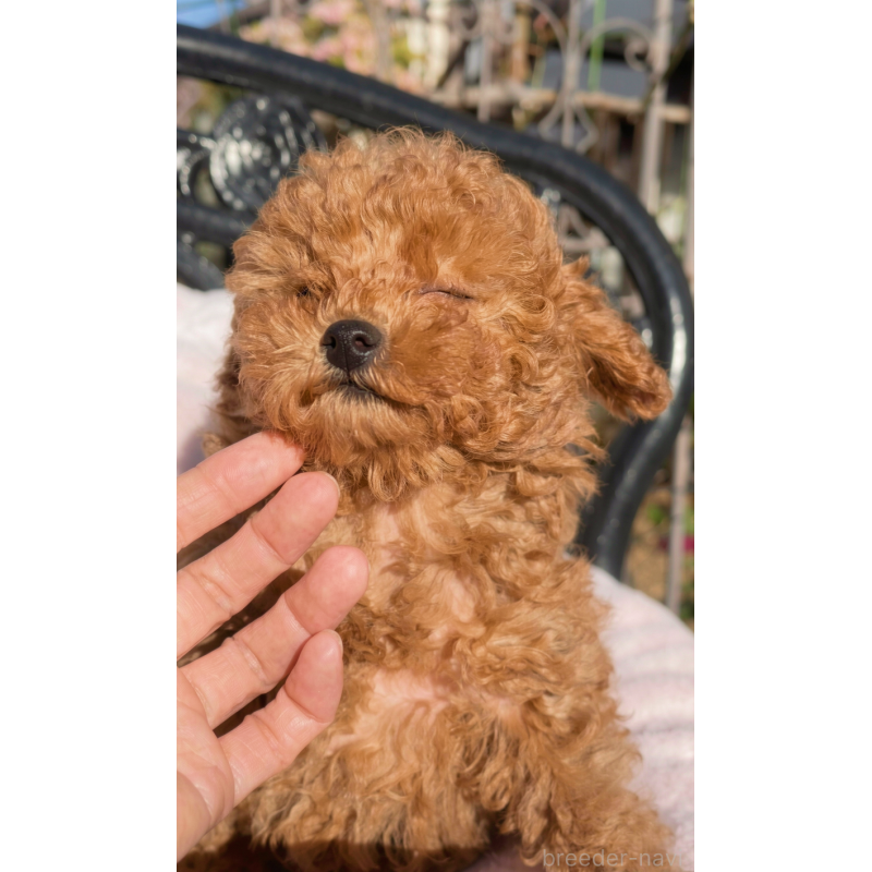 販売中の千葉県のタイニープードル-441830の10枚目