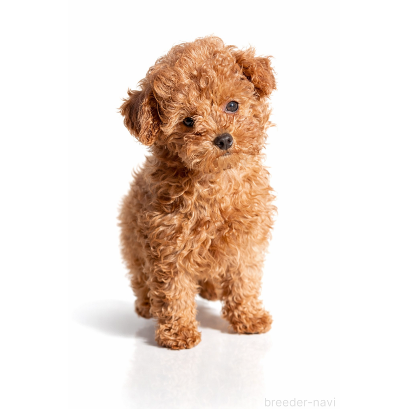 販売中の千葉県のタイニープードル-441830の9枚目