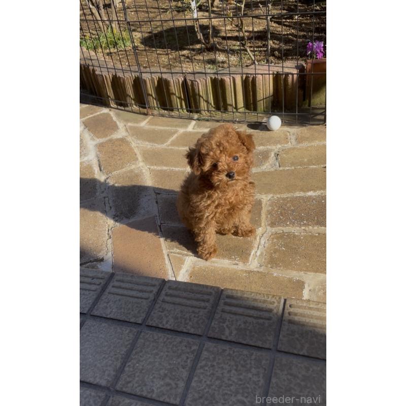 販売中の千葉県のタイニープードル-441830の8枚目