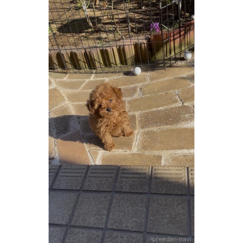 販売中の千葉県のタイニープードル-441830の7枚目