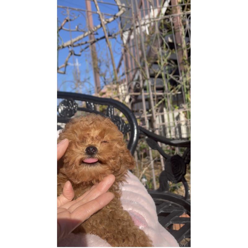 販売中の千葉県のタイニープードル-441830の6枚目