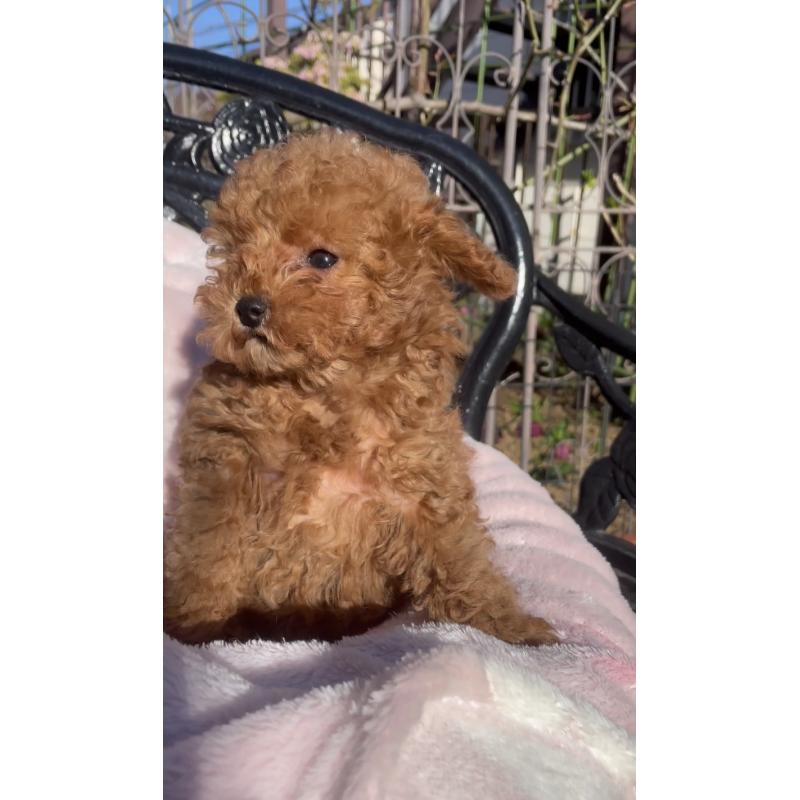 販売中の千葉県のタイニープードル-441830の5枚目